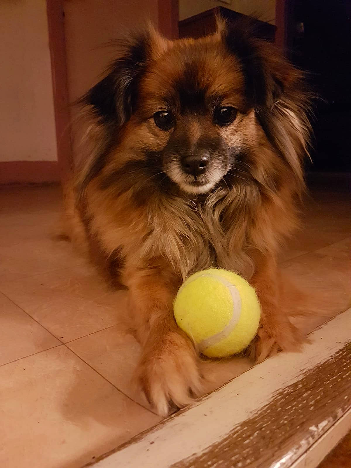 Cookie participe au concours pour gagner de l'argent avec cette photo : ball, canidae, carnivore, companion_dog, dog, dog_breed, dog_supply, fawn, flooring, fur, liver, snout, sporting_group, sports_toy, tennis_ball, tennis_equipment, toy_dog, vertebrate, whiskers, working_animal