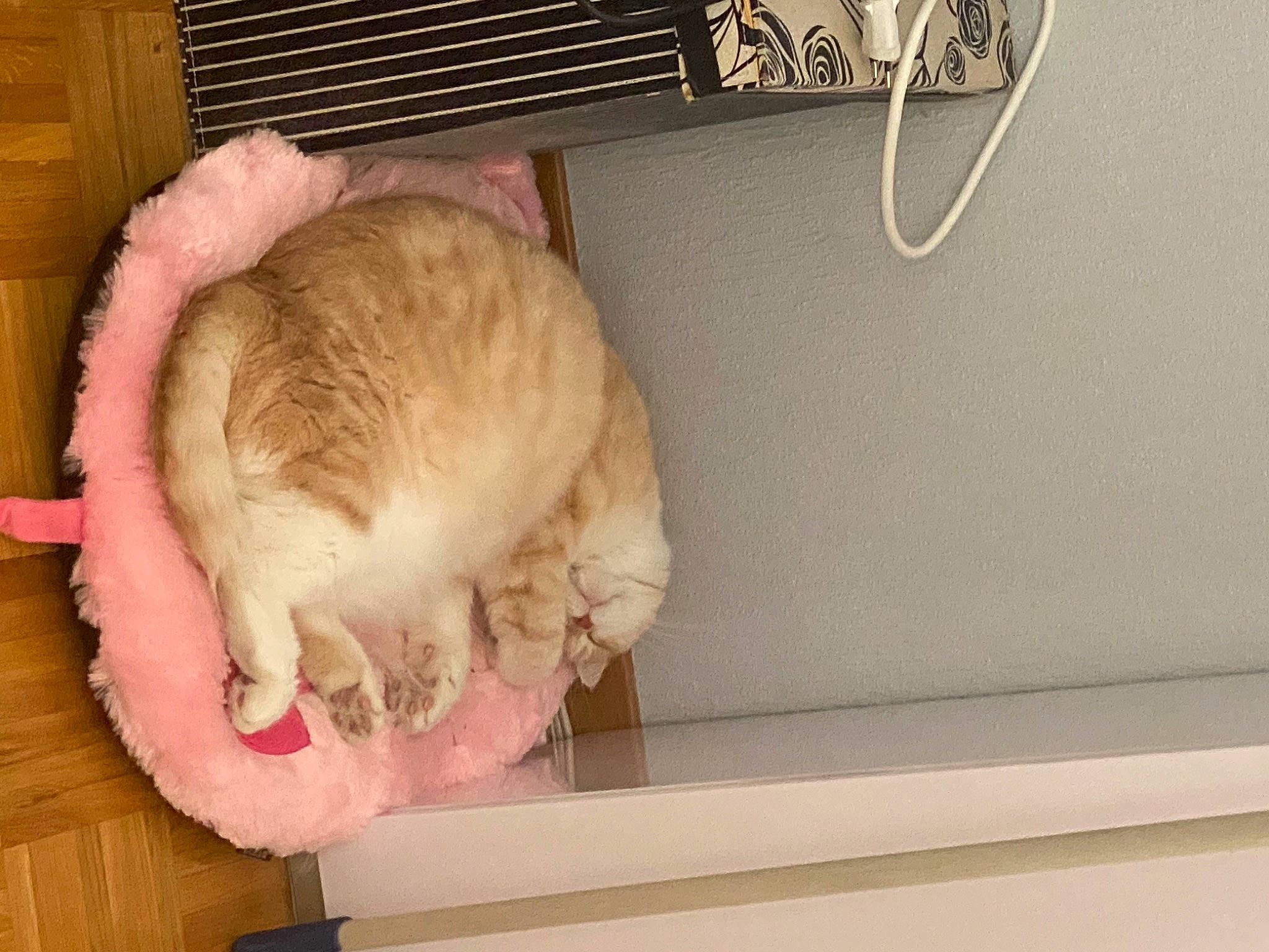 Leïa participe au concours pour gagner de l'argent avec cette photo : animal_shelter, carnivore, cat, cat_supply, comfort, dog_breed, domestic_short_haired_cat, fawn, felidae, flooring, fur, hardwood, paw, pet_supply, room, small_to_medium_sized_cats, tail, washing_machine, whiskers, wood