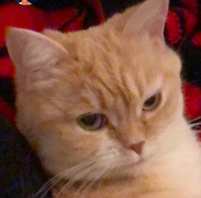 Leïa a rejoint le concours — aidez-le/la à gagner de superbes lots ! carnivore, cat, domestic_short_haired_cat, event, fawn, felidae, fur, iris, small_to_medium_sized_cats, snout, whiskers