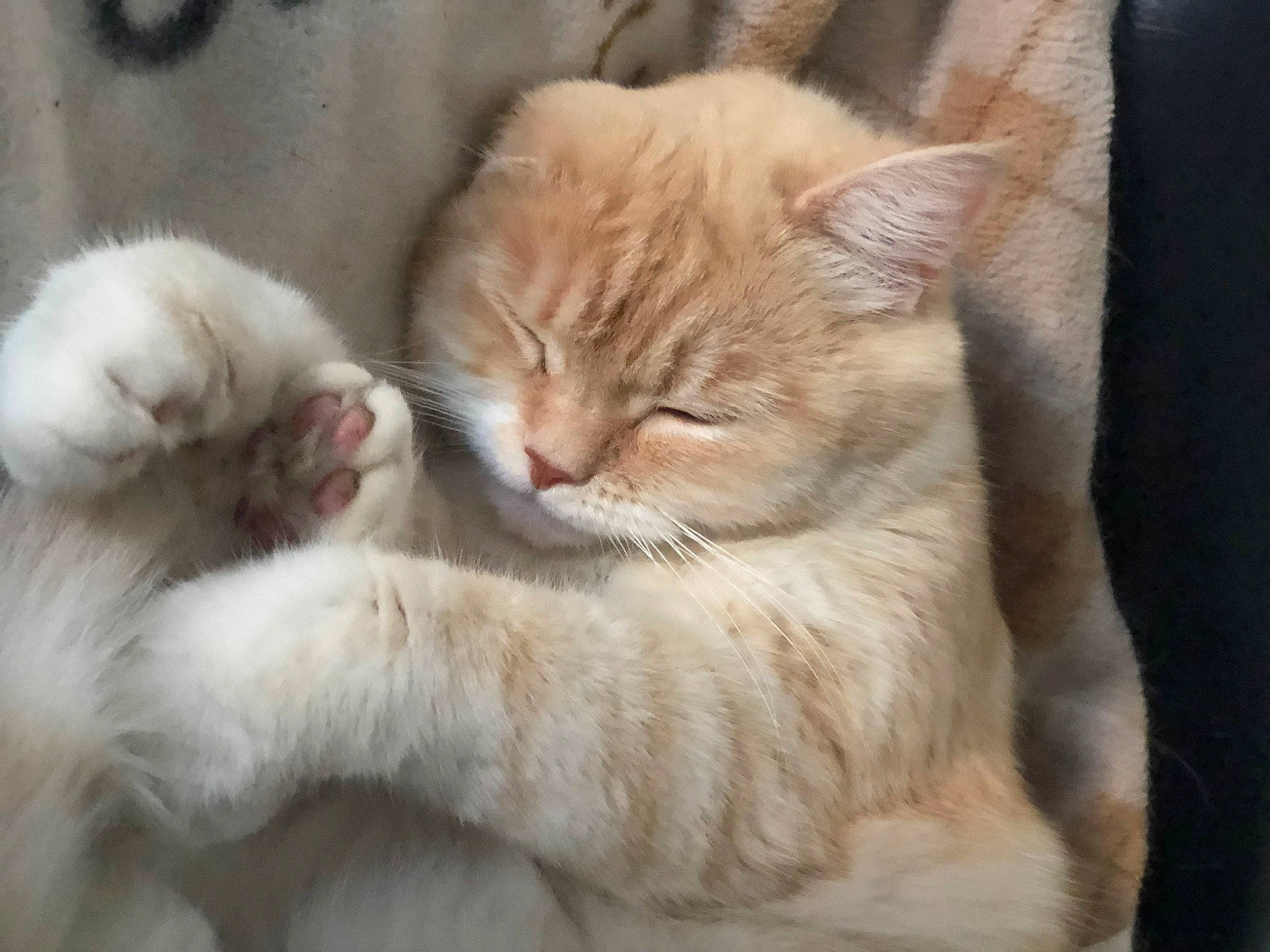 Leïa participe au concours pour gagner de l'argent avec cette photo : carnivore, cat, cat_supply, claw, comfort, domestic_short_haired_cat, fawn, felidae, fur, nap, paw, sitting, sleep, small_to_medium_sized_cats, snout, tail, terrestrial_animal, whiskers, wood, wrinkle