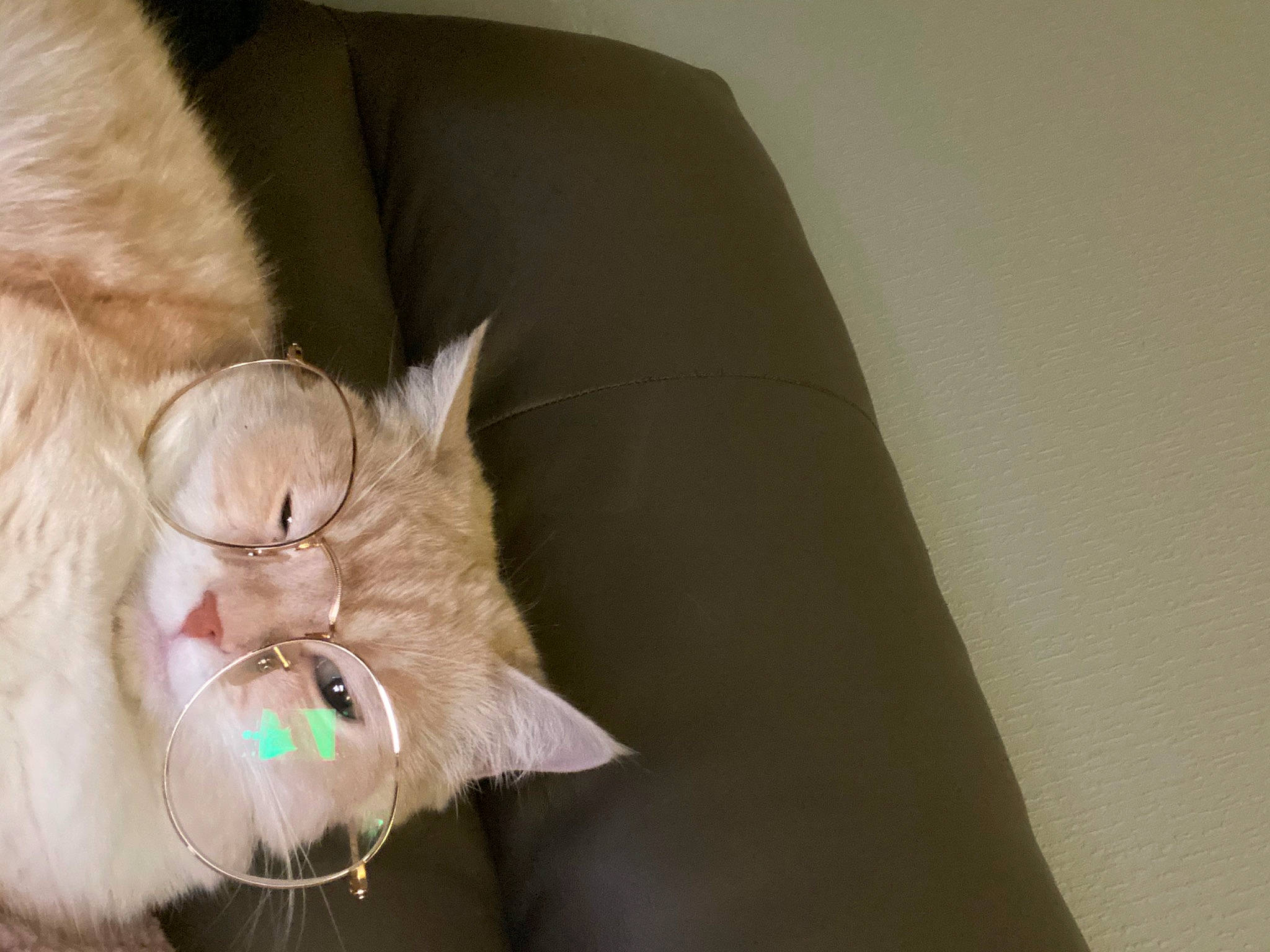 Leïa a rejoint le concours — aidez-le/la à gagner de superbes lots ! box, canidae, carnivore, cat, claw, collar, comfort, domestic_short_haired_cat, ear, fashion_accessory, fawn, felidae, fur, glasses, leash, small_to_medium_sized_cats, snout, tail, whiskers, wood