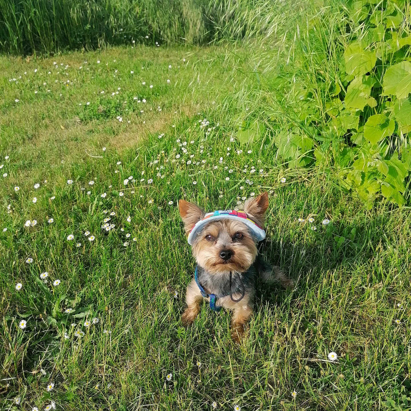 Pablo