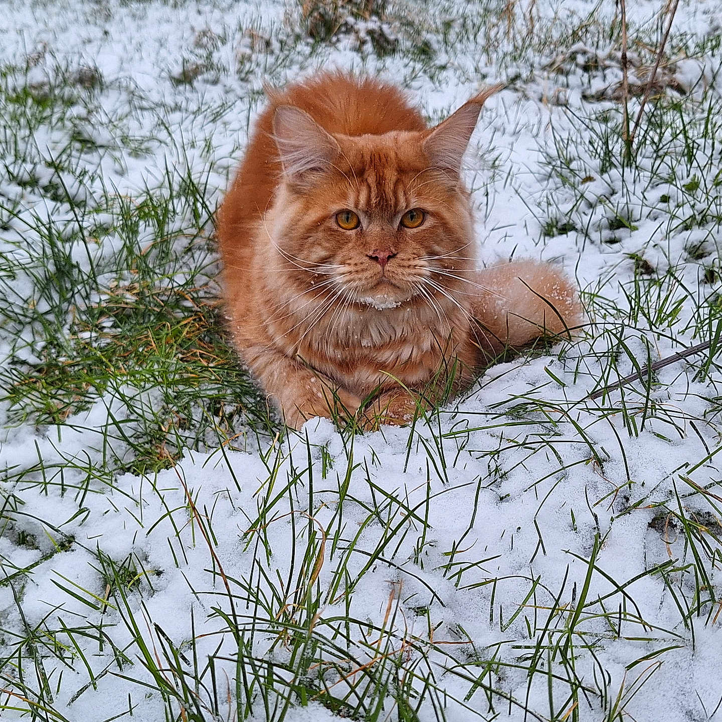 Thor participe au concours pour gagner de l'argent avec cette photo : abyssinian, angora, animal, cat, field, fir, grass, grassland, ice, kitten, manx, nature, outdoors, pet, plant, reed, snow, tree, vegetation, weather