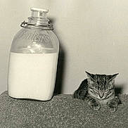 Sunshine joined the competition — help win amazing prizes! vintage, black_and_white, glass_bottle, milk, kitten, sleeping, tabby, cat, texture, cozy, nostalgic, animal, still_life, indoor, resting, peaceful, closeup, soft, quiet, feline