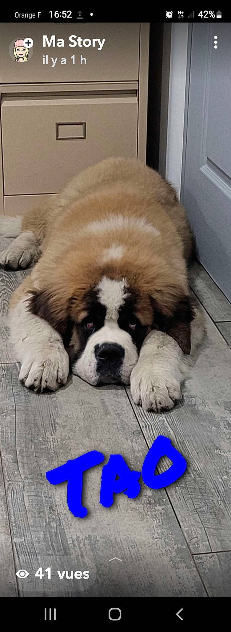 Tao a rejoint le concours — aidez-le/la à gagner de superbes lots ! bored, canidae, carnivore, companion_dog, dog, dog_breed, door, flooring, fur, giant_dog_breed, moscow_watchdog, paw, puppy, snout, sporting_group, st_bernard, terrestrial_animal, wood, working_animal, working_dog