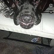 Littlemiss joined the competition — help win amazing prizes! animal, black_dog, canine, carpet, casual_photo, close_up, dog, ears, floor, furniture, half_closed_eyes, indoor, mobile_interface, pet, relaxed, resting, smiling_dog, snout, teeth, white_surface