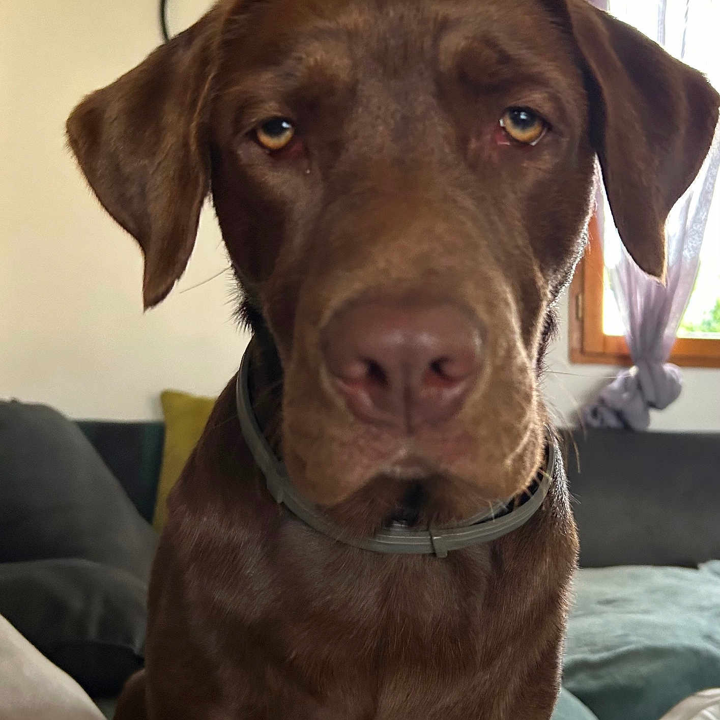Vanille a rejoint le concours — aidez-le/la à gagner de superbes lots ! animal, brown, canine, chocolate, close_up, collar, couch, cozy, curtains, dog, domestic, ears, face, furniture, indoor, labrador, living_room, pet, portrait, window