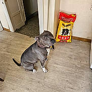 Maiko a rejoint le concours — aidez-le/la à gagner de superbes lots ! dog, pitbull, collar, sitting, indoor, dog_food_bag, packaging, yellow_bag, doorway, floor, laminate_floor, curious, looking_up, brown_collar, wall, home_interior, kibble, pet_accessory, portrait, shadow