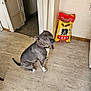 dog, pitbull, collar, sitting, indoor, dog_food_bag, packaging, yellow_bag, doorway, floor, laminate_floor, curious, looking_up, brown_collar, wall, home_interior, kibble, pet_accessory, portrait, shadow