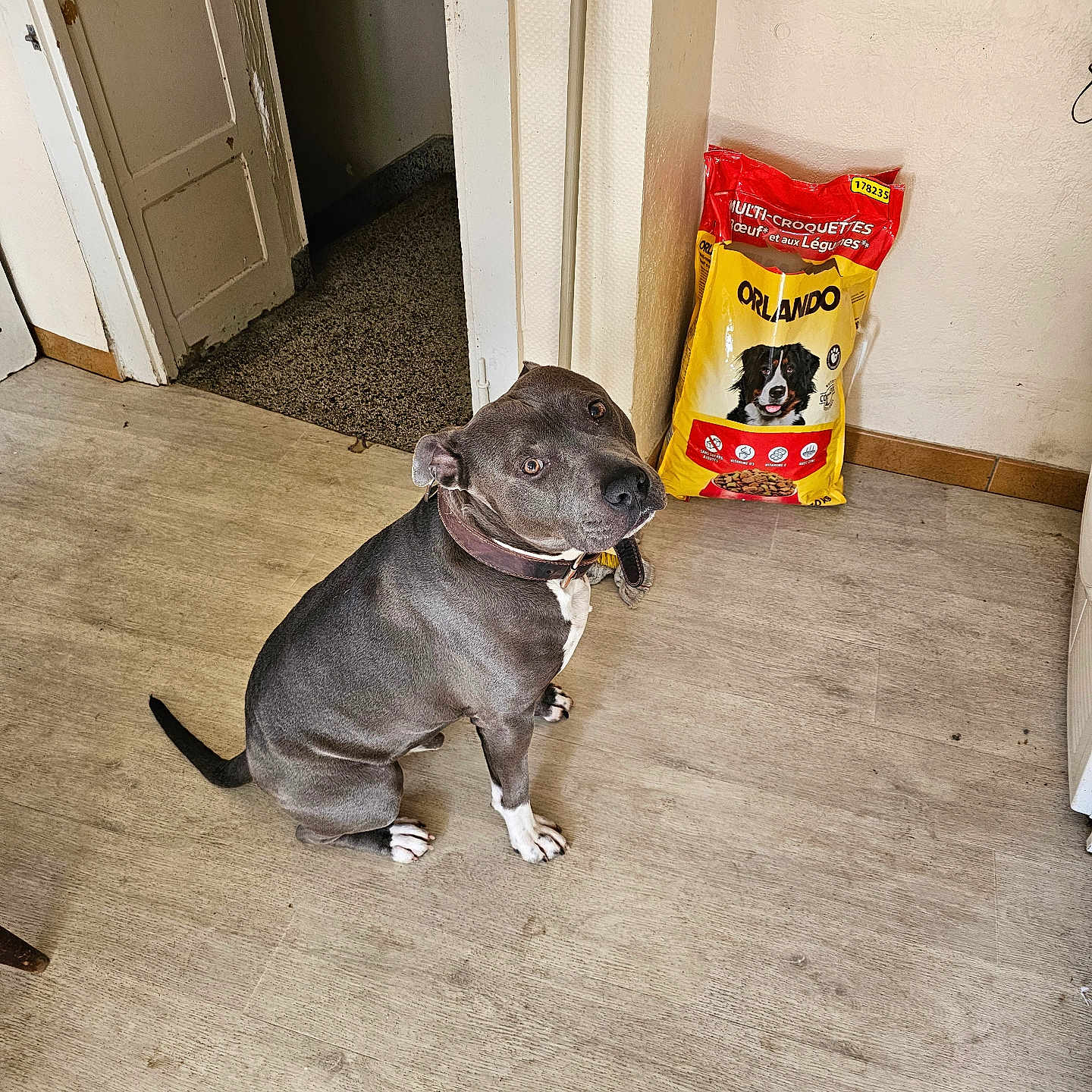 Maiko a rejoint le concours — aidez-le/la à gagner de superbes lots ! brown_collar, collar, curious, dog, dog_food_bag, doorway, floor, home_interior, indoor, kibble, laminate_floor, looking_up, packaging, pet_accessory, pitbull, portrait, shadow, sitting, wall, yellow_bag