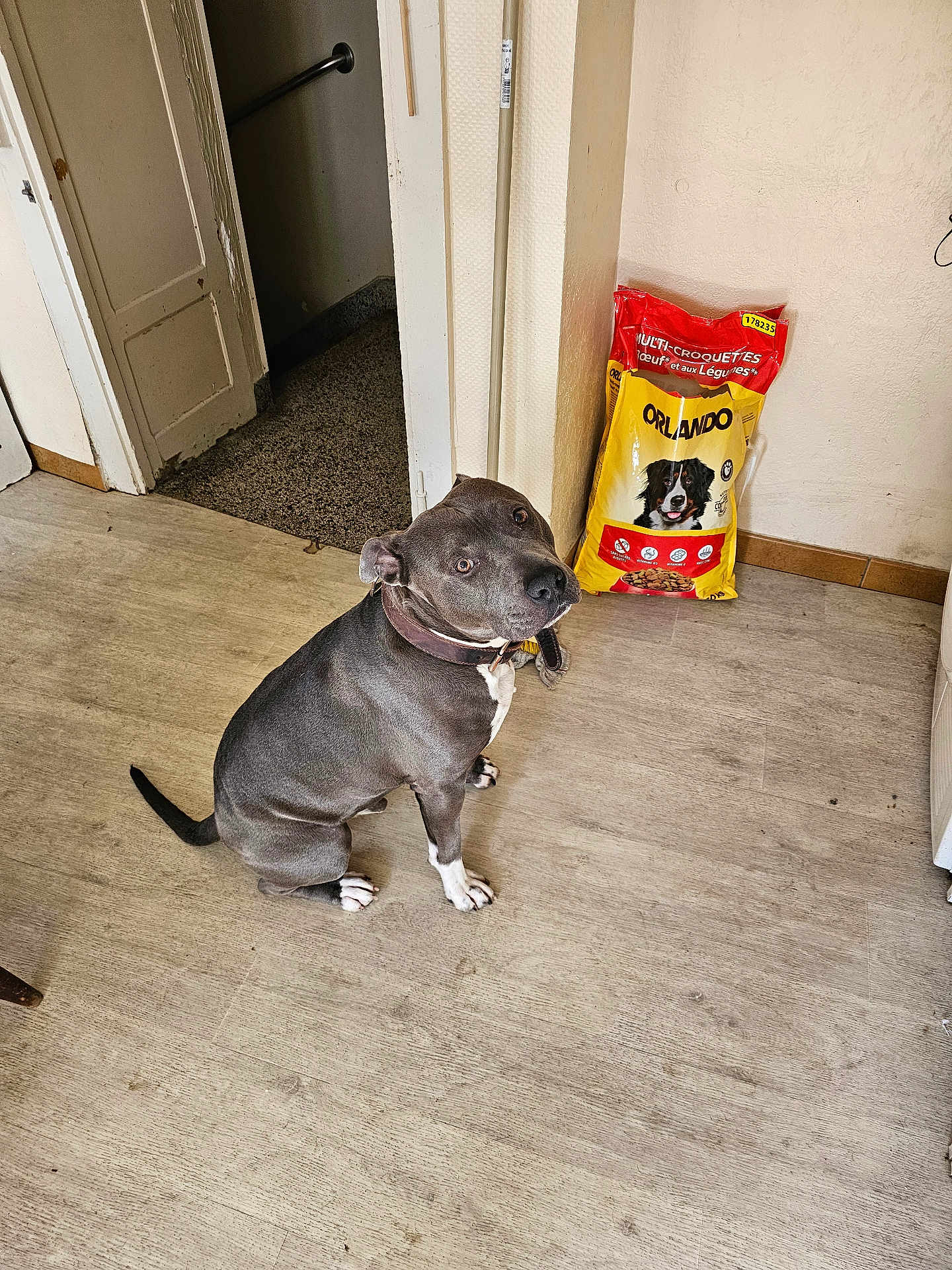 Maiko a rejoint le concours — aidez-le/la à gagner de superbes lots ! dog, pitbull, collar, sitting, indoor, dog_food_bag, packaging, yellow_bag, doorway, floor, laminate_floor, curious, looking_up, brown_collar, wall, home_interior, kibble, pet_accessory, portrait, shadow