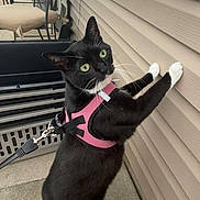 Marley joined the competition — help win amazing prizes! cat, black_cat, white_paws, pink_harness, outdoor, curious, green_eyes, house_wall, sidewalk, leash, pet, animal, feline, domestic_cat, close_up, standing, looking_away, daylight, whiskers, ears
