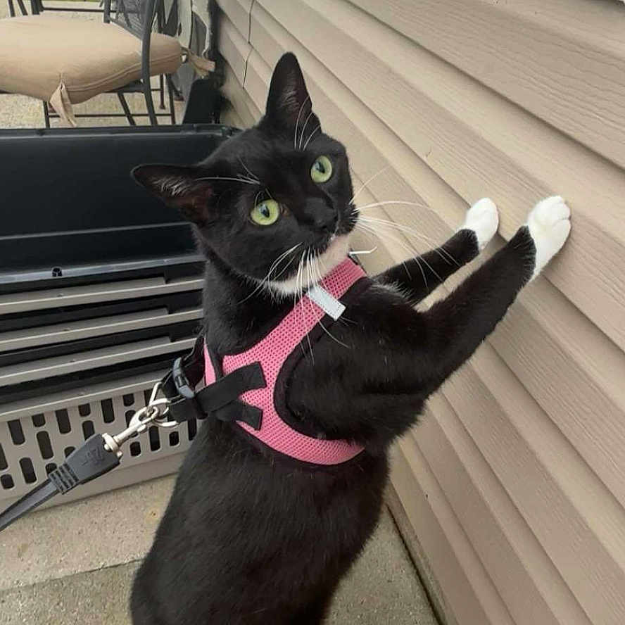 Marley joined the competition — help win amazing prizes! animal, black_cat, cat, close_up, curious, daylight, domestic_cat, ears, feline, green_eyes, house_wall, leash, looking_away, outdoor, pet, pink_harness, sidewalk, standing, whiskers, white_paws