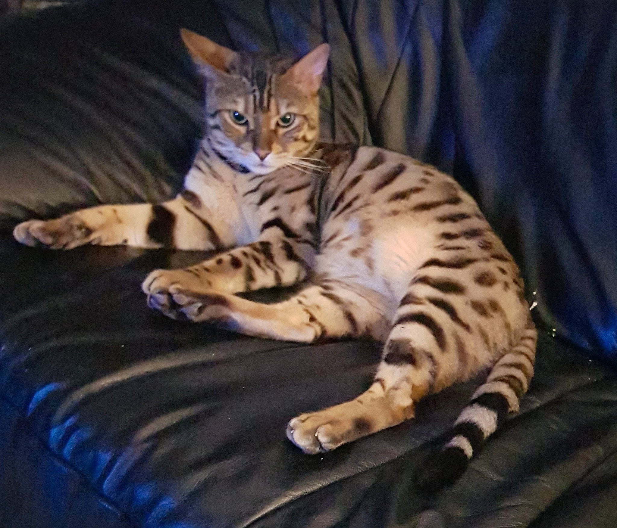 Memphis participe au concours pour gagner de l'argent avec cette photo : arabian_mau, asian, bengal, california_spangled, carnivore, cat, chausie, domestic_short_haired_cat, dragon_li, egyptian_mau, european_shorthair, felidae, mammal, ocicat, small_to_medium_sized_cats, sokoke, tabby_cat, toyger, vertebrate, whiskers