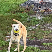 Friday is registered to the contest to win money with this photo: dog, tennis_ball, outdoors, grass, lawn, tree_stump, nature, playing, standing, pet, collar, leash, tan_fur, white_fur, floppy_ears, black_nose, animal_portrait, autumn, yard, fetch