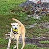 dog, tennis_ball, outdoors, grass, lawn, tree_stump, nature, playing, standing, pet, collar, leash, tan_fur, white_fur, floppy_ears, black_nose, animal_portrait, autumn, yard, fetch
