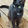 cat, black_cat, green_eyes, animal, pet, feline, sitting, standing, wooden_deck, outdoor, portrait, close_up, whiskers, ears, tail, fur, white_chest_patch, backyard, focused, cute