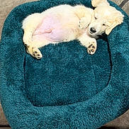 Angus is registered to the contest to win money with this photo: puppy, dog, sleeping, lying_down, belly_up, cream_colored, fluffy, pet_bed, teal, cozy, indoors, relaxed, cute, paws, closed_eyes, black_nose, fur, nap, portrait, animal
