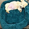 puppy, dog, sleeping, lying_down, belly_up, cream_colored, fluffy, pet_bed, teal, cozy, indoors, relaxed, cute, paws, closed_eyes, black_nose, fur, nap, portrait, animal
