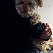Hime participe au concours pour gagner de l'argent avec cette photo : animal, close_up, companion, cozy, curly_fur, dark_clothing, dog, face, fluffy, fur, hand, holding, indoor, intimate, mammal, person, pet, portrait, resting, shadow