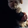 animal, close_up, companion, cozy, curly_fur, dark_clothing, dog, face, fluffy, fur, hand, holding, indoor, intimate, mammal, person, pet, portrait, resting, shadow