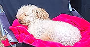 Hime participe au concours pour gagner de l'argent avec cette photo : animal, blanket, canine, chair, cozy, curly_fur, daytime, dog, folding_chair, furniture, leisure, nap, outdoor, pet, pink, relaxing, resting, sleeping, sunlight, white