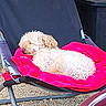 animal, blanket, canine, chair, cozy, curly_fur, daytime, dog, folding_chair, furniture, leisure, nap, outdoor, pet, pink, relaxing, resting, sleeping, sunlight, white