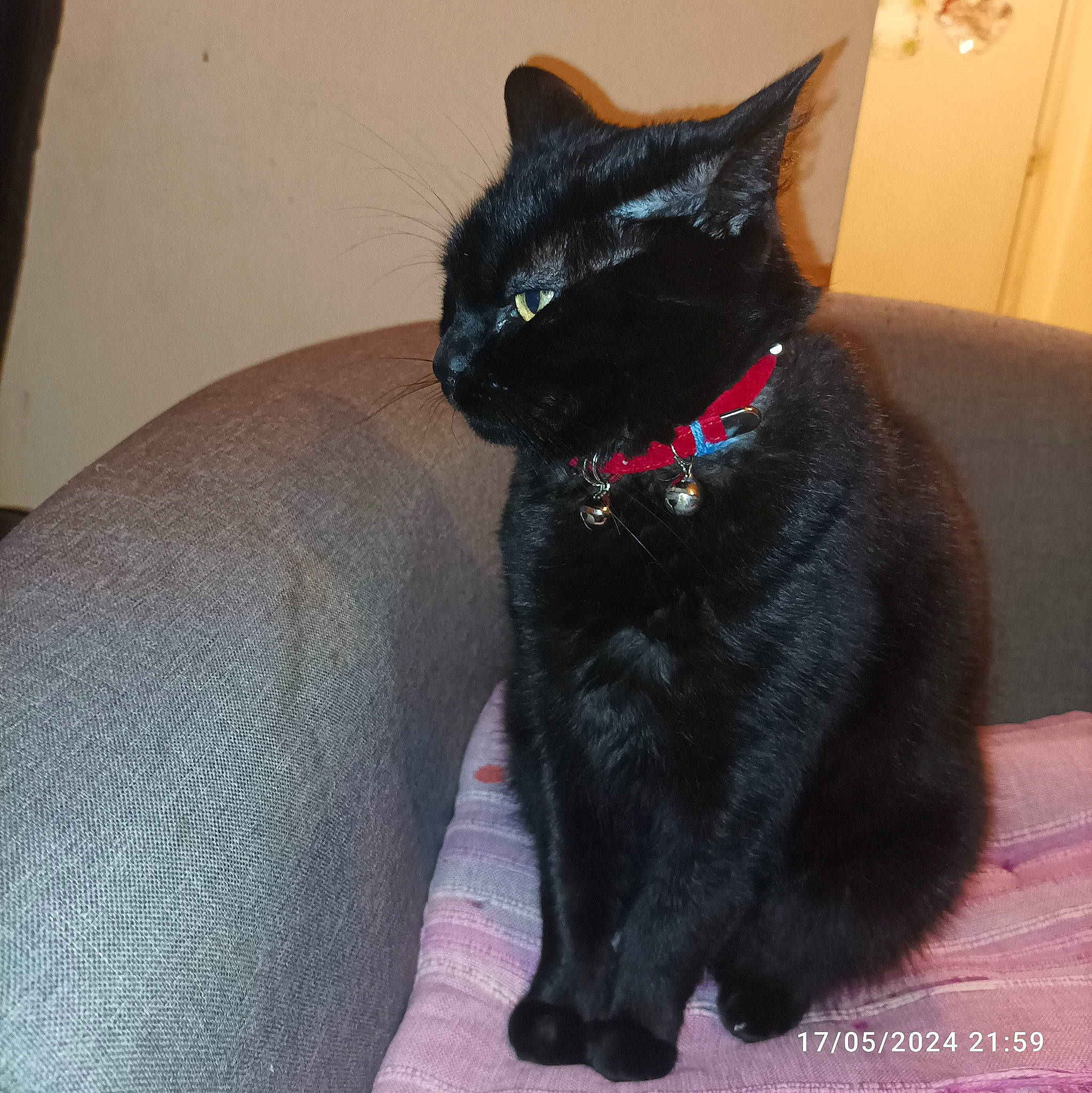 Chipie participe au concours pour gagner de l'argent avec cette photo : black_cat, bombay, carnivore, cat, cat_supply, claw, collar, comfort, domestic_short_haired_cat, felidae, fur, pet_supply, small_to_medium_sized_cats, snout, tail, terrestrial_animal, whiskers