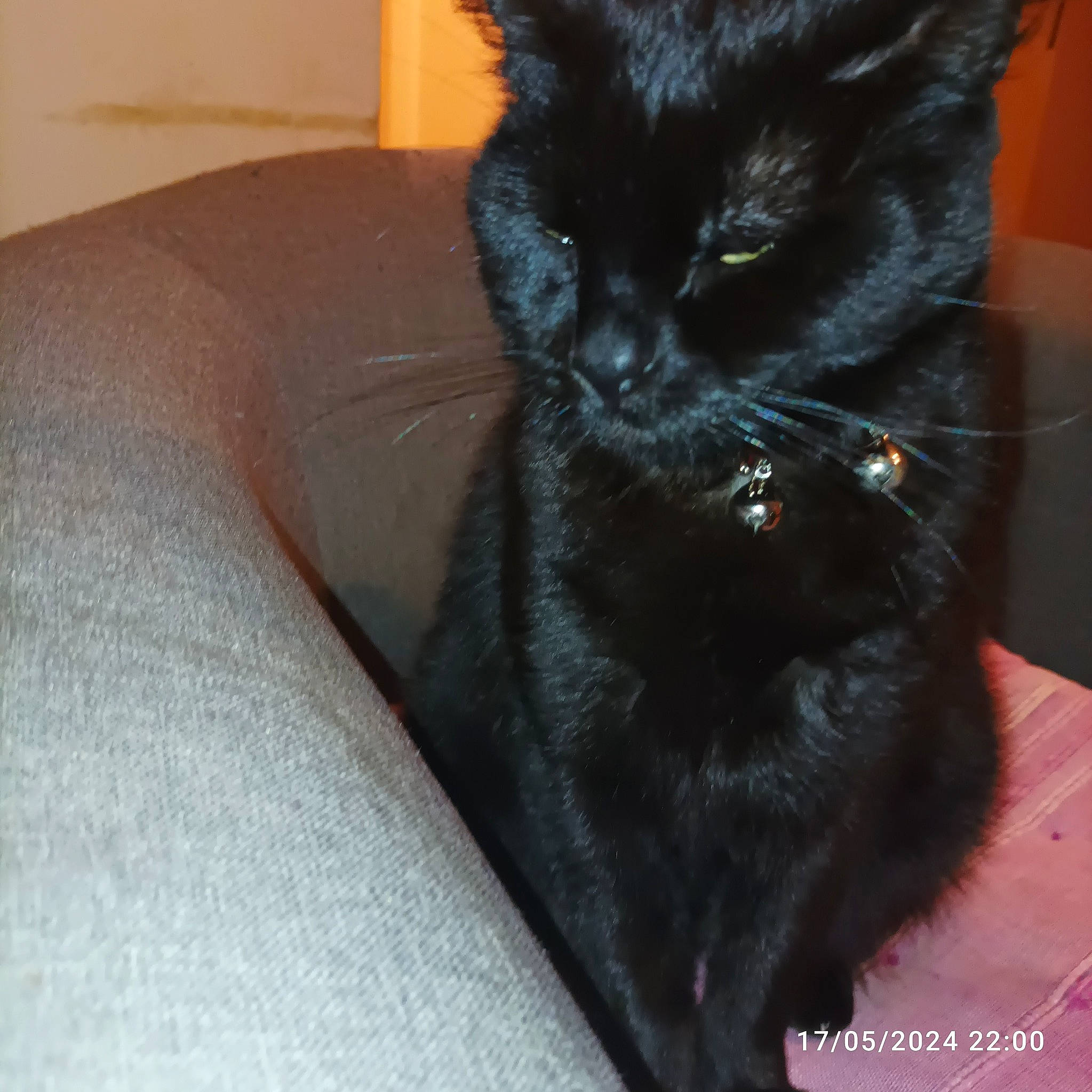 Chipie participe au concours pour gagner de l'argent avec cette photo : black_cat, bombay, carnivore, cat, cat_supply, claw, comfort, domestic_short_haired_cat, felidae, fur, small_to_medium_sized_cats, snout, tail, terrestrial_animal, whiskers