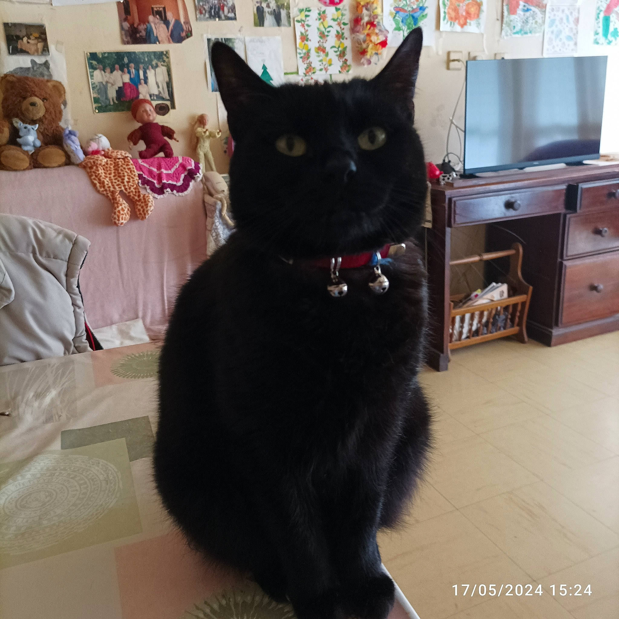 Chipie a rejoint le concours — aidez-le/la à gagner de superbes lots ! black_cat, bombay, box, cabinetry, carnivore, cat, chair, comfort, domestic_short_haired_cat, drawer, felidae, flooring, fur, grey, paw, small_to_medium_sized_cats, snout, tail, television, whiskers