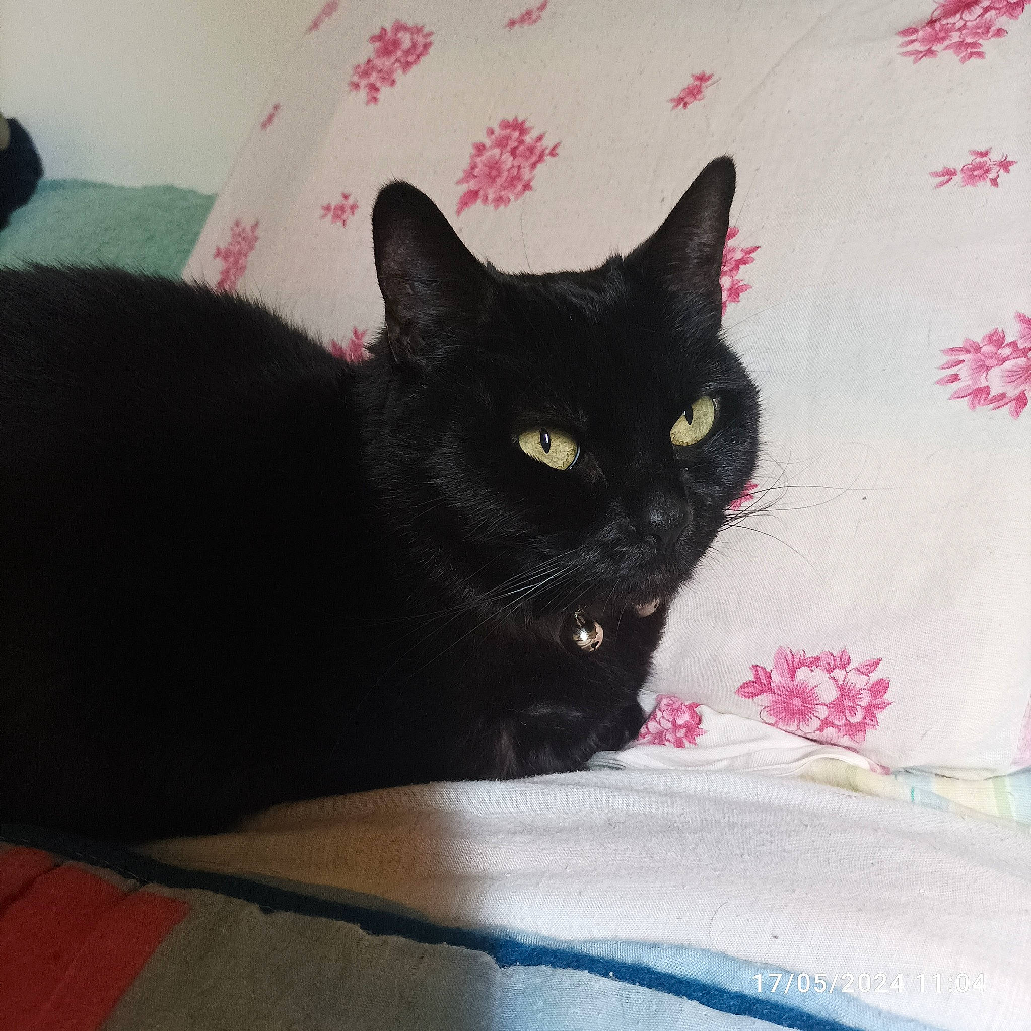 Chipie participe au concours pour gagner de l'argent avec cette photo : black_cat, bombay, carnivore, cat, cat_supply, comfort, domestic_short_haired_cat, felidae, fur, grey, linens, pattern, sitting, small_to_medium_sized_cats, snout, tail, tints_and_shades, whiskers