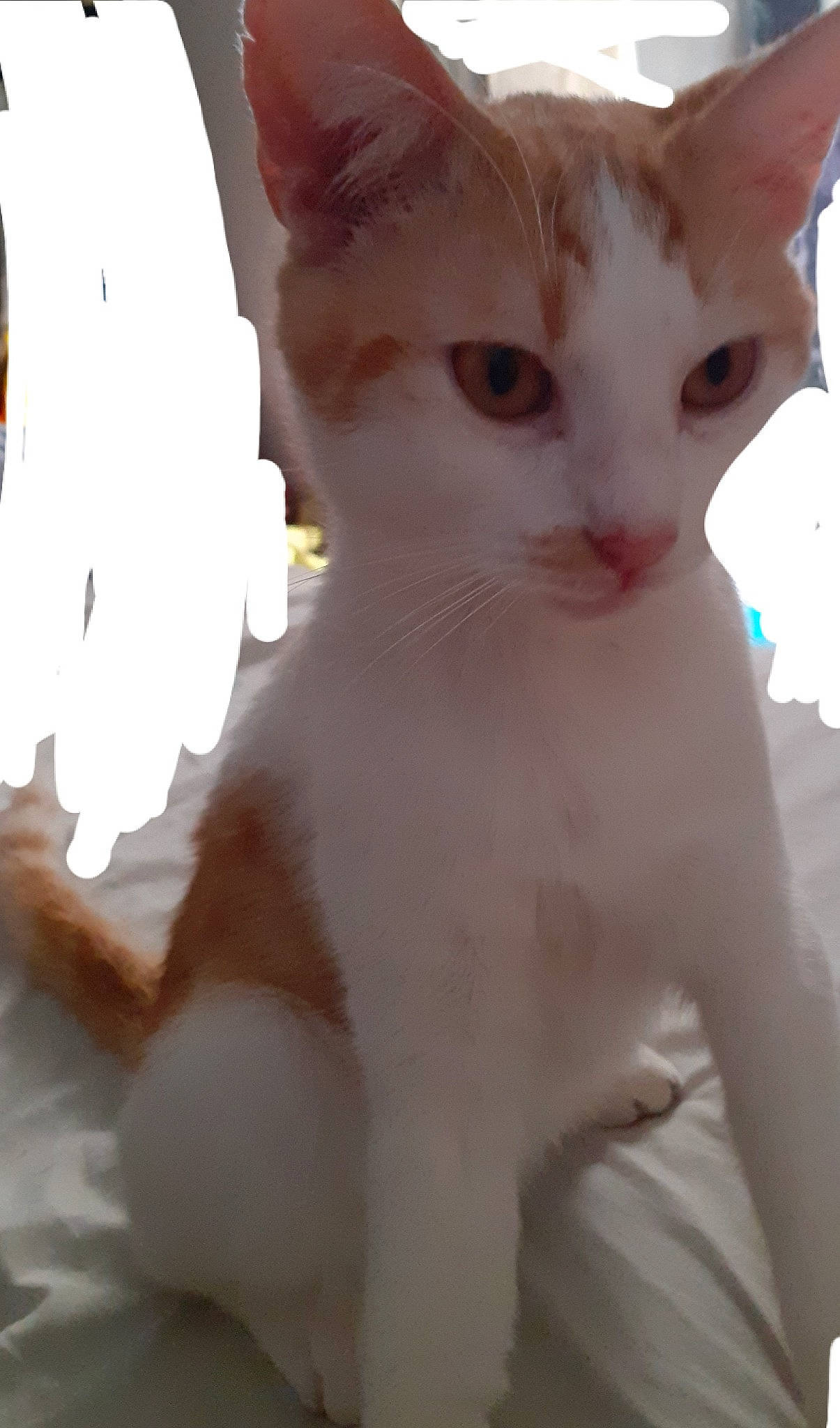 Sally participe au concours pour gagner de l'argent avec cette photo : carnivore, cat, domestic_short_haired_cat, ear, eyelash, fawn, felidae, fur, gesture, iris, paw, small_to_medium_sized_cats, snout, tail, whiskers, window