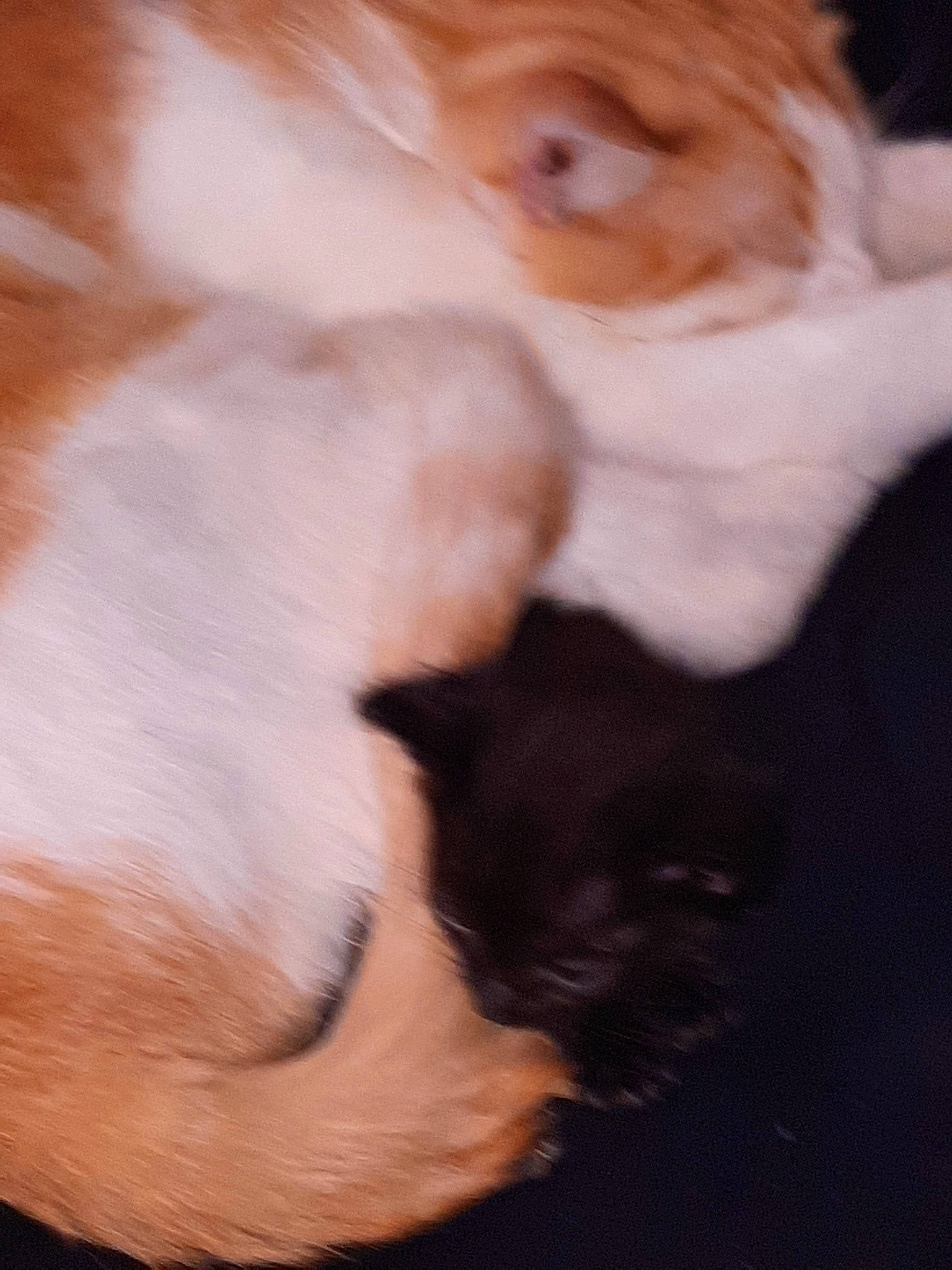 Sally participe au concours pour gagner de l'argent avec cette photo : brown, canidae, carnivore, cat, claw, companion_dog, dog_breed, domestic_short_haired_cat, ear, fawn, felidae, fur, hardwood, paw, small_to_medium_sized_cats, snout, tail, whiskers