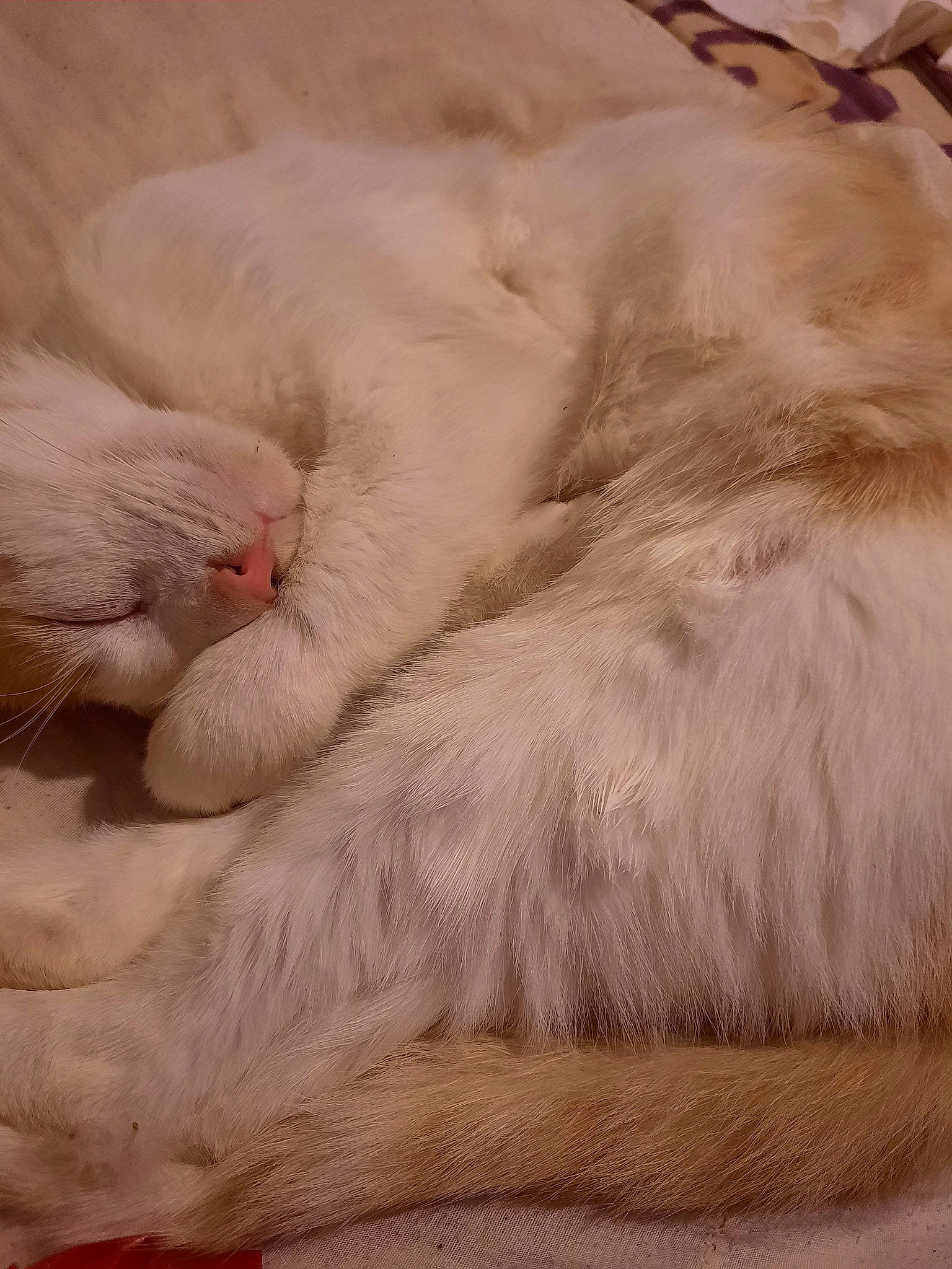 Sally a rejoint le concours — aidez-le/la à gagner de superbes lots ! art, carnivore, cat, cat_bed, claw, comfort, eye, fawn, felidae, fur, gesture, linens, nap, paw, ragdoll, sleep, small_to_medium_sized_cats, snout, tail, whiskers