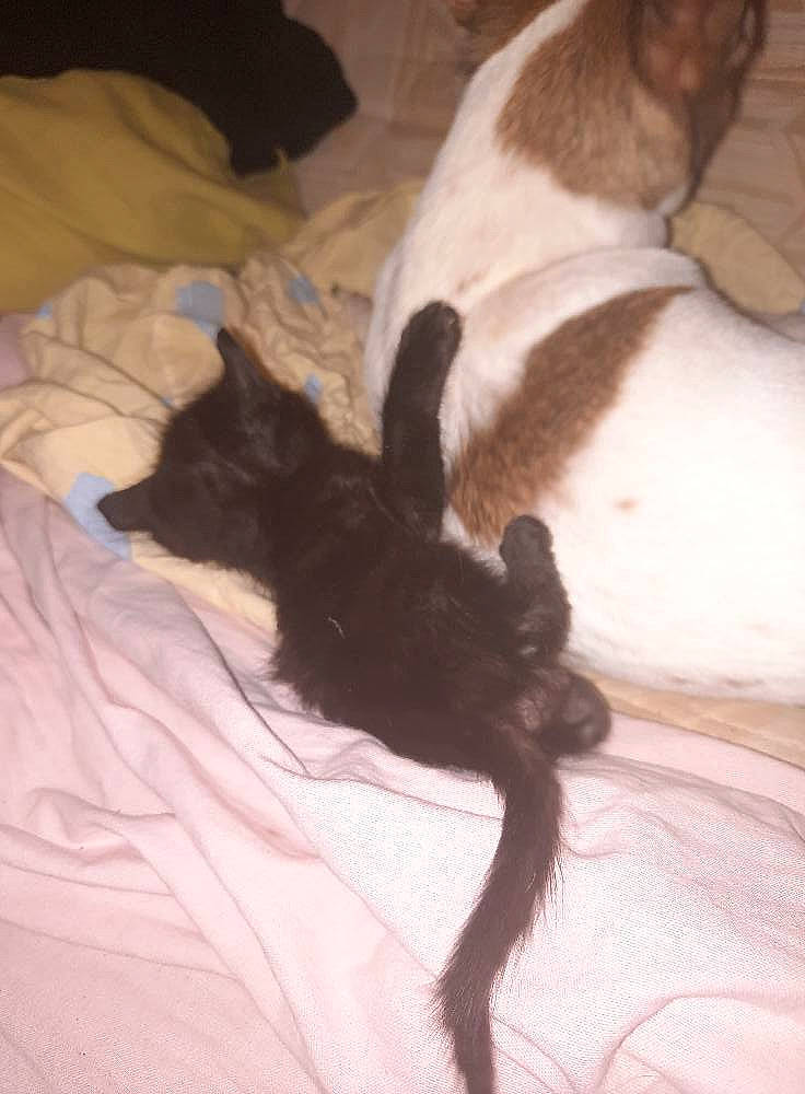 Rubis a rejoint le concours — aidez-le/la à gagner de superbes lots ! bed, canidae, carnivore, cat, comfort, companion_dog, dog_breed, domestic_short_haired_cat, ear, fawn, felidae, fur, hardwood, linens, liver, nap, paw, small_to_medium_sized_cats, tail, whiskers