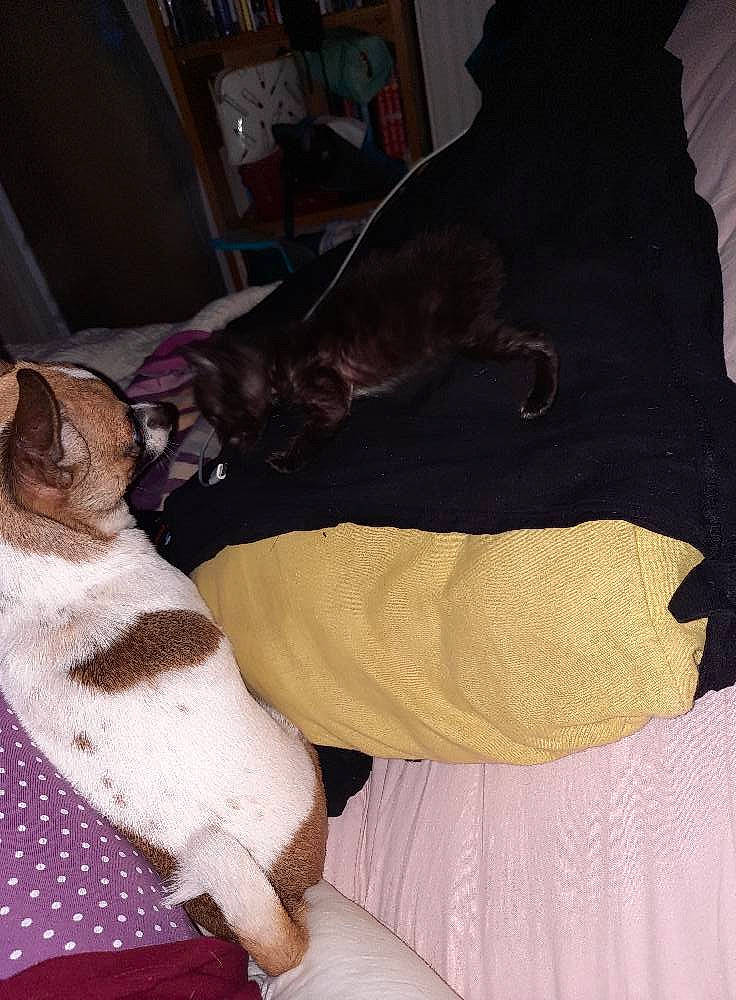 Rubis participe au concours pour gagner de l'argent avec cette photo : brown, carnivore, comfort, companion_dog, couch, dog, dog_breed, ear, fawn, felidae, human_leg, knee, linens, small_to_medium_sized_cats, snout, tail, thigh, toy_dog, whiskers, working_animal