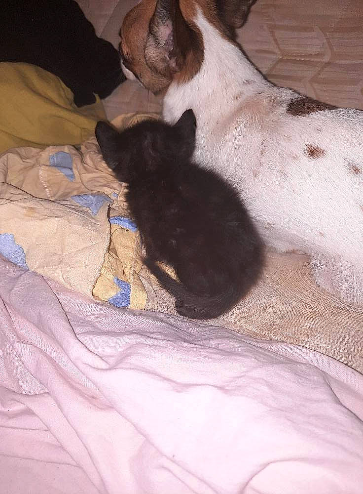 Rubis participe au concours pour gagner de l'argent avec cette photo : bed, bedding, carnivore, cat, comfort, companion_dog, dog_breed, domestic_short_haired_cat, duvet, fawn, felidae, fur, human_leg, linens, nap, paw, small_to_medium_sized_cats, tail, terrestrial_animal, whiskers