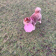 Aiyanna a rejoint le concours — aidez-le/la à gagner de superbes lots ! active, animal, canine, cute, daylight, dog, field, frisbee, fur, grass, happy, leash, nature, outdoor, park, pet, pink, playful, toy, young