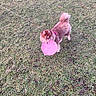 dog, frisbee, grass, outdoor, pet, animal, playful, leash, canine, field, pink, fur, cute, toy, nature, active, daylight, young, happy, park