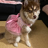 Aiyanna a rejoint le concours — aidez-le/la à gagner de superbes lots ! dog, fluffy, pink_tutu, dress, pet, indoors, floor, couch, blanket, sitting, cute, curious, brown, white, furry, ears, tail, animal, portrait, living_room