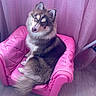 Aiyanna participe au concours pour gagner de l'argent avec cette photo : dog, fluffy, heterochromia, pink_armchair, pet, indoor, curtains, wooden_floor, cute, canine, furry, sitting, looking_up, domestic_animal, furniture, small_chair, relaxed, companion, animal_portrait, cozy