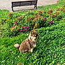 Aiyanna participe au concours pour gagner de l'argent avec cette photo : dog, park, grass, flowers, bench, greenery, outdoor, nature, leash, pet, sitting, canine, brown_fur, white_fur, blue_eyes, summer, daylight, fence, pathway, peaceful