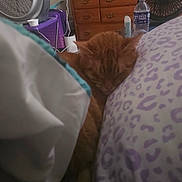 Tigger is registered to the contest to win money with this photo: animal, bedroom, blanket, cat, cozy, dresser, fan, furniture, indoor, orange_cat, pattern, pet, pillow, purple, quiet, resting, sleeping, soft_lighting, water_bottle, white