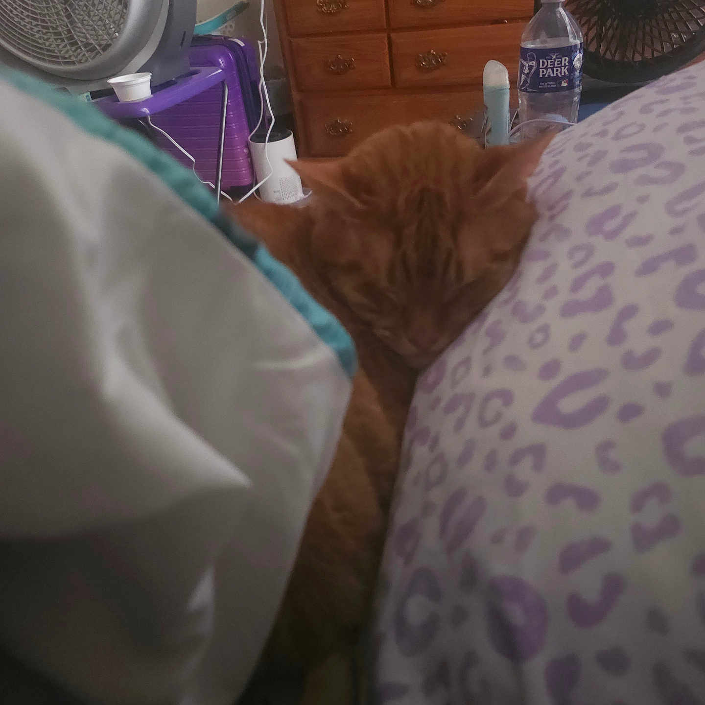 Tigger is registered to the contest to win money with this photo: animal, bedroom, blanket, cat, cozy, dresser, fan, furniture, indoor, orange_cat, pattern, pet, pillow, purple, quiet, resting, sleeping, soft_lighting, water_bottle, white