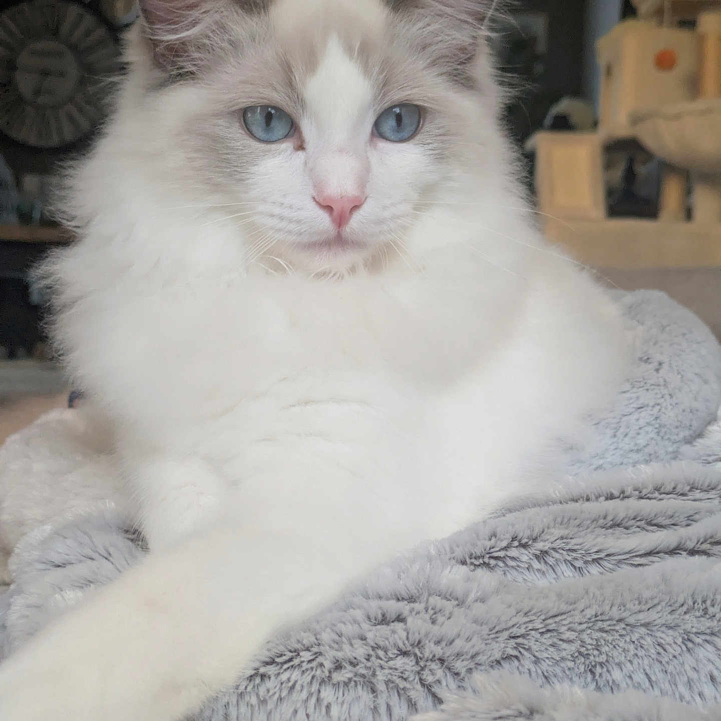 Ayon a rejoint le concours — aidez-le/la à gagner de superbes lots ! animal, blue_eyes, cat, closeup, cozy, cute, domestic, feline, fluffy, focus, gray_blanket, home, indoor, mammal, pet, portrait, relaxed, resting, soft_texture, white_fur