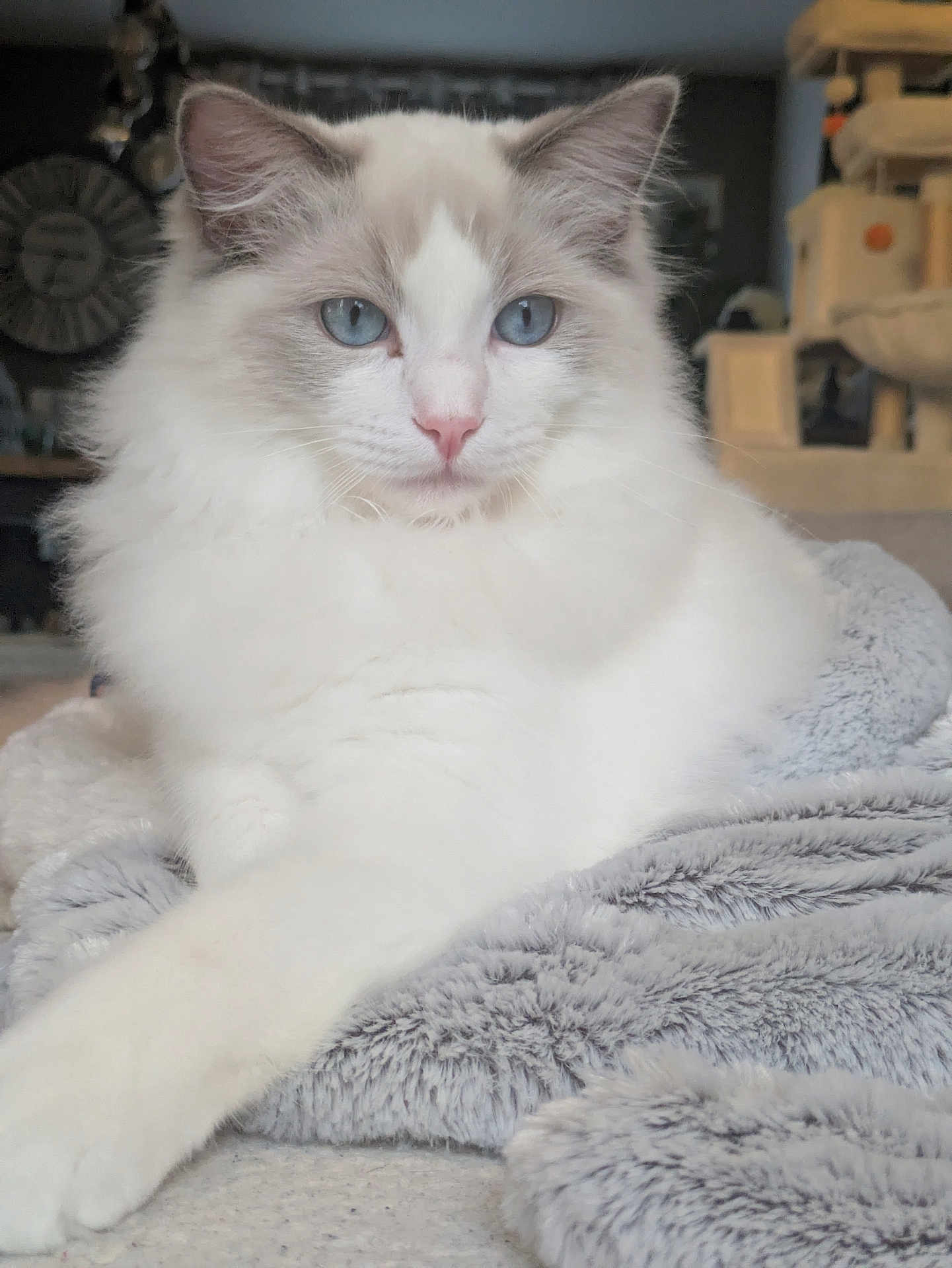 Ayon a rejoint le concours — aidez-le/la à gagner de superbes lots ! cat, fluffy, blue_eyes, white_fur, gray_blanket, indoor, cozy, relaxed, pet, feline, closeup, portrait, home, soft_texture, animal, mammal, cute, resting, focus, domestic