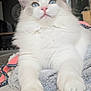 Ayon participe au concours pour gagner de l'argent avec cette photo : cat, fluffy, blue_eyes, pet, indoor, cozy, blanket, close_up, cute, relaxed, feline, whiskers, pink_nose, paw, soft, domestic_animal, portrait, animal, fur, resting