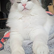 Ayon participe au concours pour gagner de l'argent avec cette photo : cat, fluffy, white_cat, pink_nose, pet, indoor, cozy, blanket, relaxed, animal, feline, close_up, soft, cute, paw, mammal, domestic_animal, fur, resting, comfort
