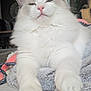 cat, fluffy, white_cat, pink_nose, pet, indoor, cozy, blanket, relaxed, animal, feline, close_up, soft, cute, paw, mammal, domestic_animal, fur, resting, comfort