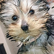 Jade a rejoint le concours — aidez-le/la à gagner de superbes lots ! puppy, dog, close_up, wet_fur, cute, pet, animal, fur, face, whiskers, nose, eyes, adorable, curious, indoor, young, mammal, portrait, fluffy, canine